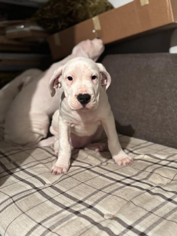 dogo-argentino-big-2