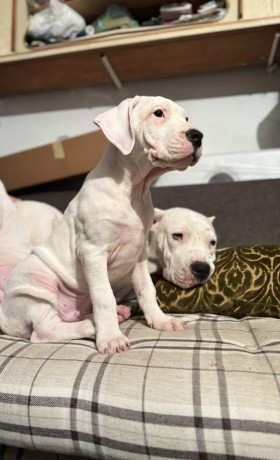 dogo-argentino-big-4
