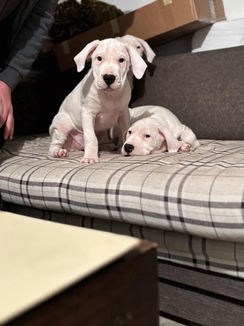 dogo-argentino-big-1