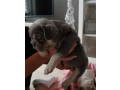 francuski-buldog-egzoticnih-boja-small-3