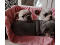 francuski-buldog-egzoticnih-boja-small-4