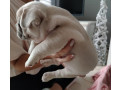 francuski-buldog-egzoticnih-boja-small-1