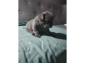 francuski-buldog-egzoticnih-boja-small-0