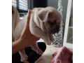 francuski-buldog-egzoticnih-boja-small-2