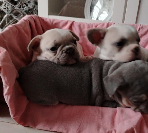 francuski-buldog-egzoticnih-boja-big-4