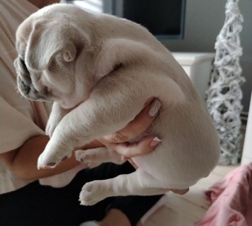 francuski-buldog-egzoticnih-boja-big-1