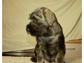 srednji-snaucer-zenska-stenad-small-4