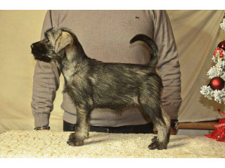 Srednji šnaucer, ženska štenad