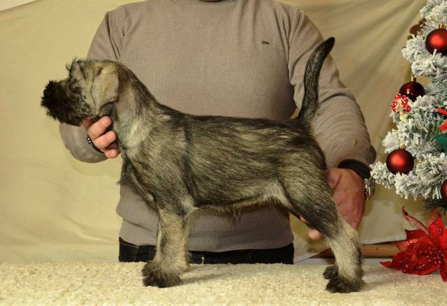 srednji-snaucer-zenska-stenad-big-2