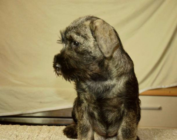 srednji-snaucer-zenska-stenad-big-4