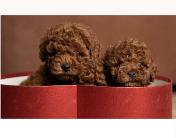 crvene-patuljaste-i-toy-pudle-od-vrhunskih-roditelja-big-2