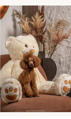 crvene-patuljaste-i-toy-pudle-od-vrhunskih-roditelja-big-1