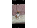 zenke-americkog-staforda-small-1