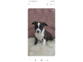 zenke-americkog-staforda-small-0