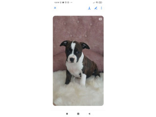 Zenke americkog staforda