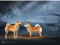 shiba-inu-stenci-od-vrhunskih-roditelja-small-3