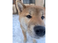 shiba-inu-stenci-od-vrhunskih-roditelja-small-4