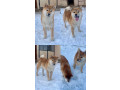 shiba-inu-stenci-od-vrhunskih-roditelja-small-0