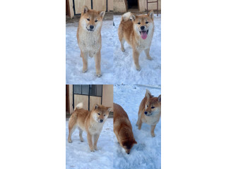 Shiba inu štenci od vrhunskih roditelja,