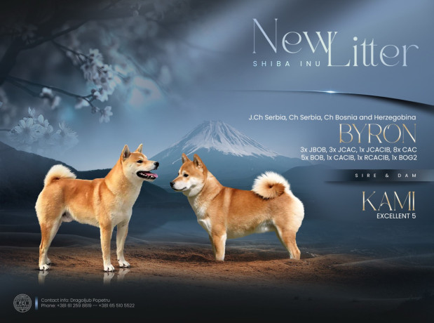 shiba-inu-stenci-od-vrhunskih-roditelja-big-3