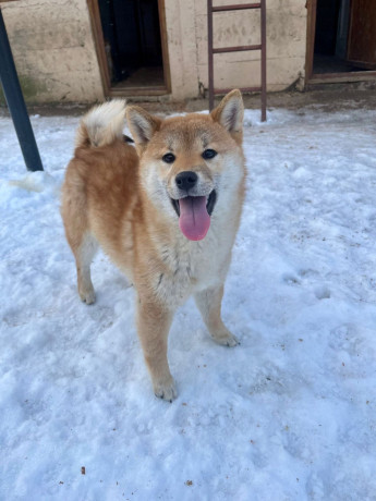 shiba-inu-stenci-od-vrhunskih-roditelja-big-1