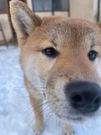 shiba-inu-stenci-od-vrhunskih-roditelja-big-4