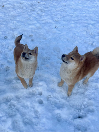 shiba-inu-stenci-od-vrhunskih-roditelja-big-2