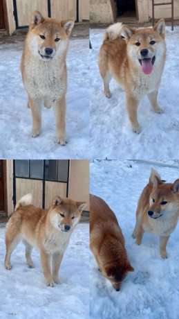 shiba-inu-stenci-od-vrhunskih-roditelja-big-0