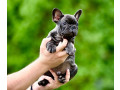 francuski-buldog-vrhunskog-porekla-small-0