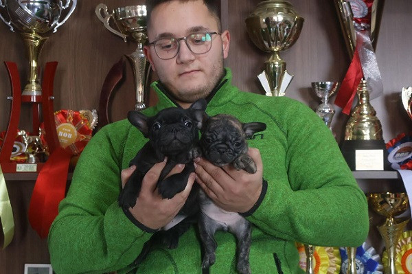 francuski-buldog-vrhunskog-porekla-big-4