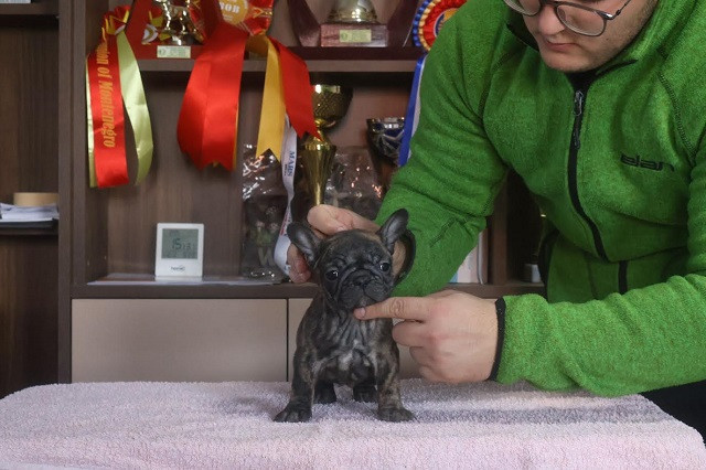 francuski-buldog-vrhunskog-porekla-big-2