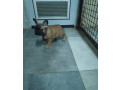 francuski-buldog-stenci-small-2