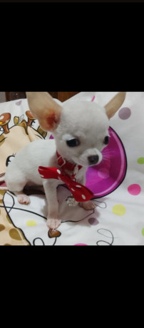 mini-civave-big-0