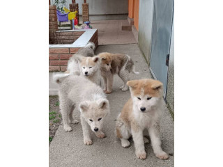 Japanska Akita štenci