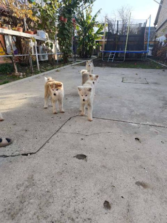 japanska-akita-stenci-big-4