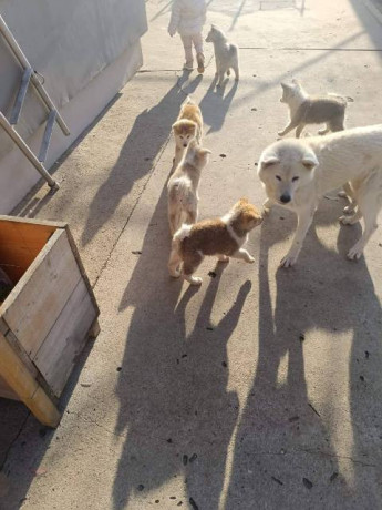 japanska-akita-stenci-big-3