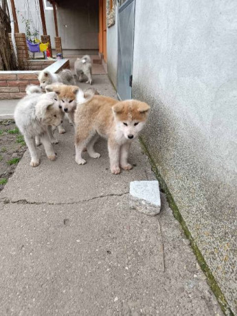 japanska-akita-stenci-big-1