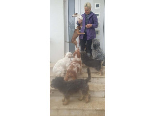 Potreban radnik u prihvatilištu za životinje !!