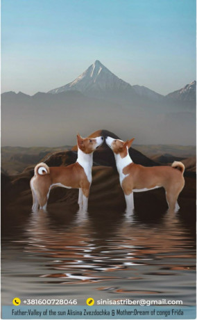 basenji-basendzi-stenci-crveno-beli-i-trobojni-big-2