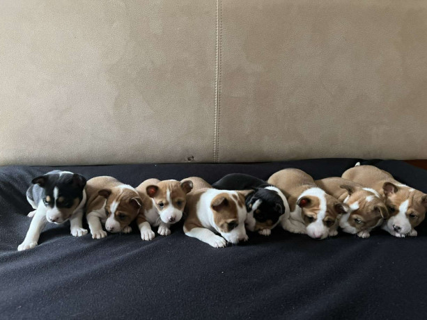 basenji-basendzi-stenci-crveno-beli-i-trobojni-big-3