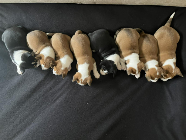 basenji-basendzi-stenci-crveno-beli-i-trobojni-big-1