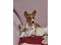 basenji-stenci-small-2