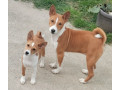 basenji-stenci-small-1