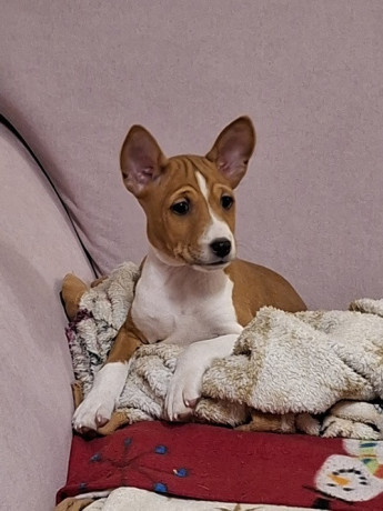 basenji-stenci-big-2