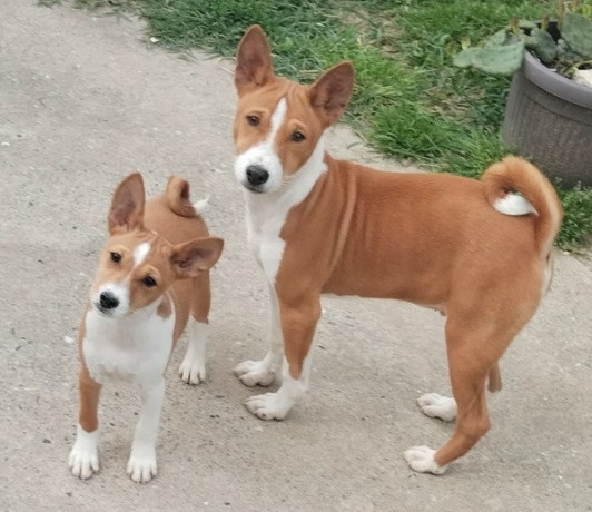basenji-stenci-big-1