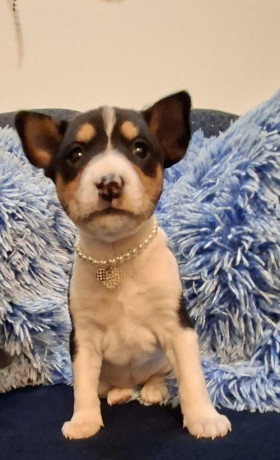 basenji-stenci-big-0