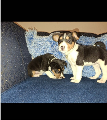 basenji-stenci-big-3