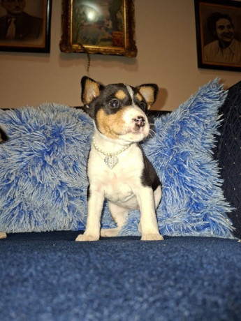 basenji-stenci-big-4