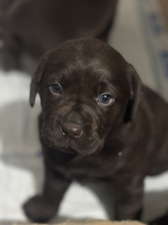 labrador-stenci-big-0