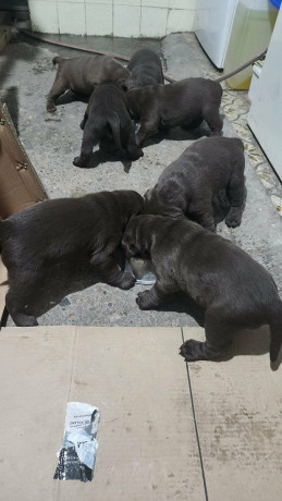 labrador-stenci-big-4